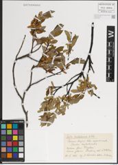 Foto von Salix kazbekensis A. K. Skvortsov